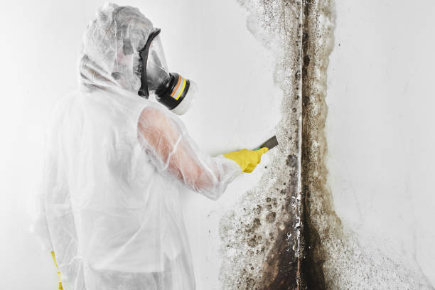 Best Black Mold Remediation in USA